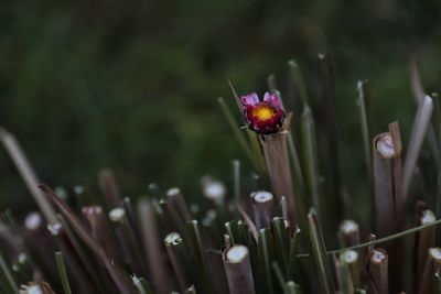 Close-up of purple flowering plant on field