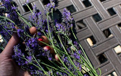 Close-up of hand holding purple flowering plants