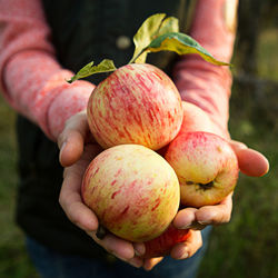 Close-up of hand holding apple