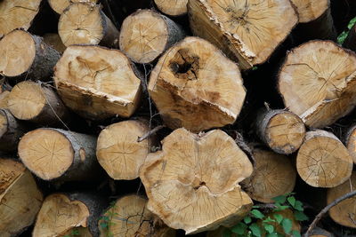 Full frame shot of logs in forest