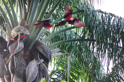 View of birds on plant