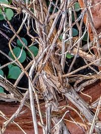 Close-up of plant in nest