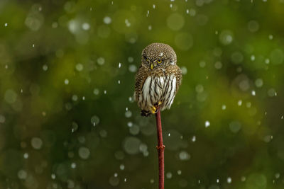 Pygmy owl in snow storm