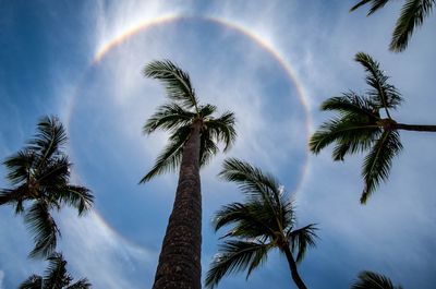 Low angle view of palm trees against sky