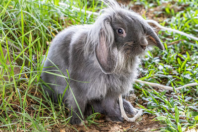 Close-up of monkey sitting on grassy field