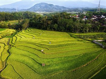 Scenic view of agricultural field