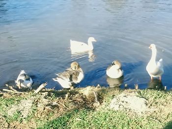 Birds in calm lake