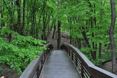 Footbridge amidst trees in forest