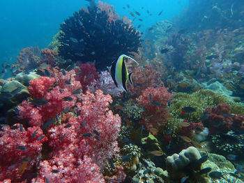 View of fish swimming in sea