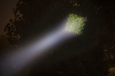 Illuminated tree at night