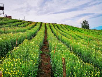 Scenic view of vineyard against sky
