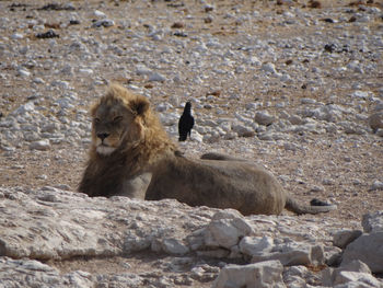 Photo of a lion while resting at a waterhole in the etosha national park in namibai