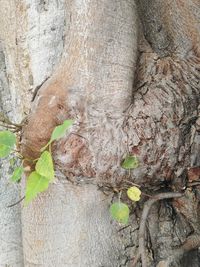 Close-up of leaves on tree trunk