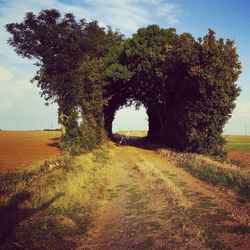 Trees on field against sky