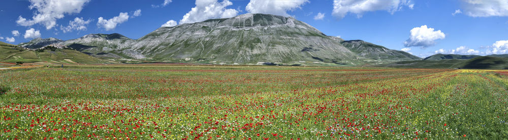 Scenic view of grassy field against sky