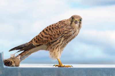 Close-up of owl perching against sky