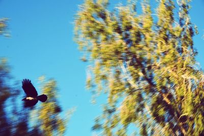 Low angle view of birds on tree