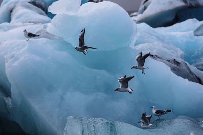 Seagulls flying by glacier