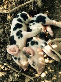 High angle view of spotted piglets sleeping at farm