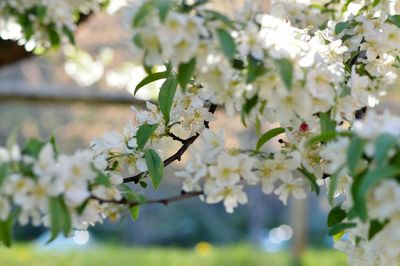 Close-up of white flowers