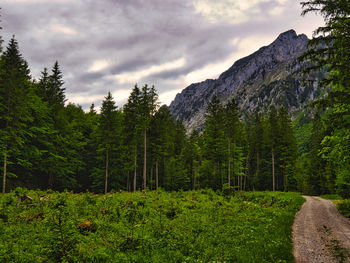 Pine trees in forest against sky