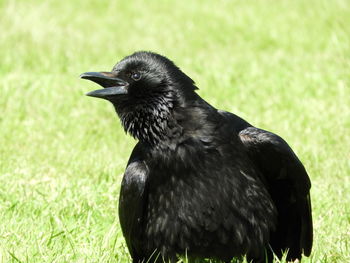 Close-up of black bird on grass