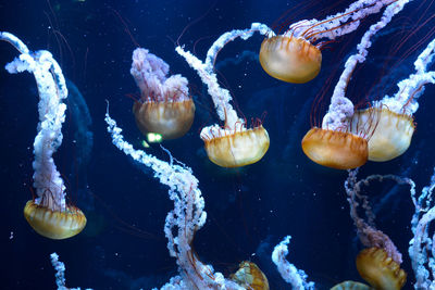 Close-up of jellyfish in water