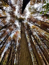 Low angle view of trees