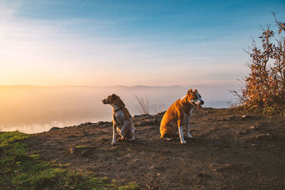 Pair of dogs in sunset at hill