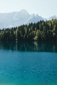 Scenic view of lake by trees in forest against sky