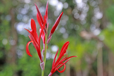 Close-up of red flowering plant