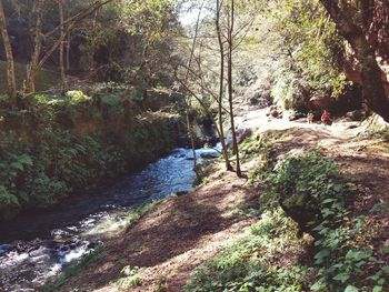 Scenic view of river amidst trees in forest