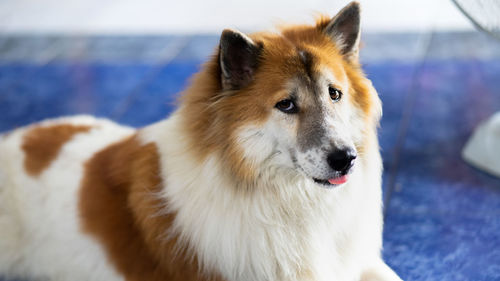 Close-up of dog looking away