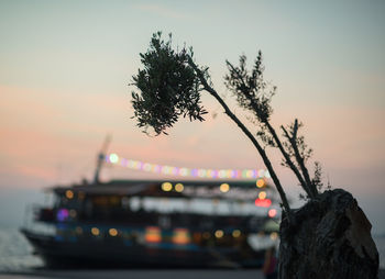 Tree against sky at sunset