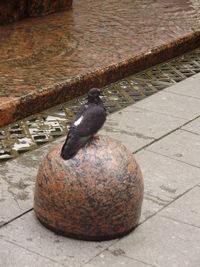 Close-up of bird perching on water