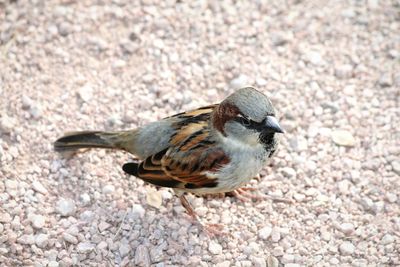 Close-up of bird