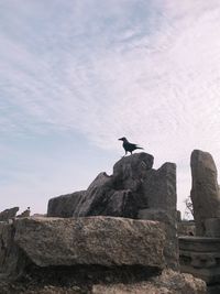 Low angle view of bird perching against sky