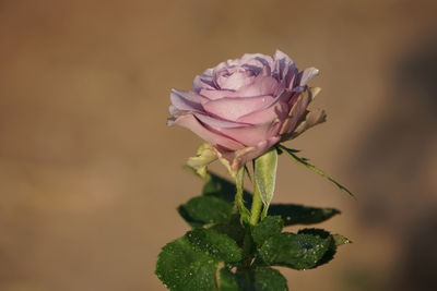 Close-up of pink rose