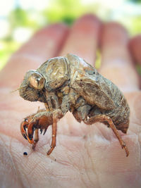 Close-up of cicada exuvia on palm