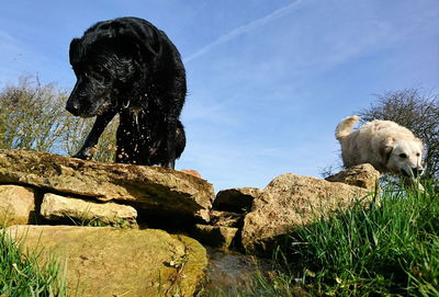 Dogs on rocks against sky