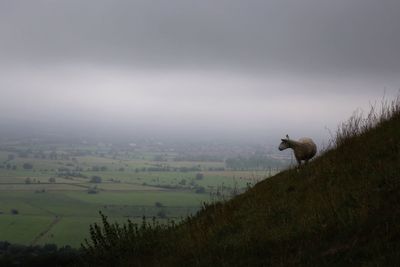 Sheep on field against sky