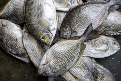 High angle view of fish for sale in market