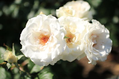 Close-up of white roses
