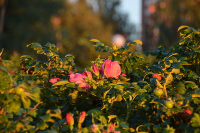 Close-up of pink flowers blooming in park