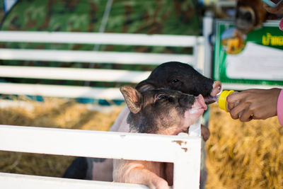 Cropped hand feeding milk to piglet at farm