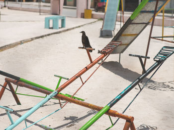 Bird perching on seesaw at playground