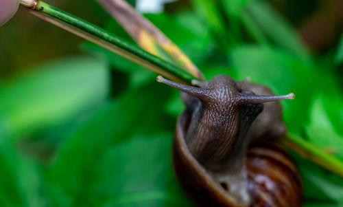 Close-up of snail on plant