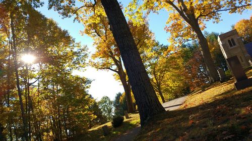 Sun shining through trees