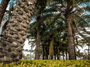 Low angle view of palm trees against sky