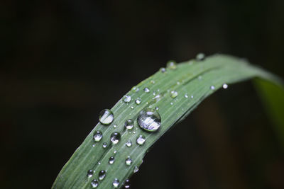 Close-up of raindrops on leaf